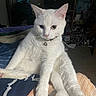 Coco joined the competition — help win amazing prizes! cat, white_cat, heterochromia, pet, animal, feline, bell_collar, indoors, bed, blanket, bedroom, sitting, lying_down, paws, whiskers, ears, pink_nose, fur, portrait, funny_pose