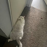 Coco is registered to the contest to win money with this photo: cat, white_cat, pet, animal, lying_down, belly_up, fluffy, fur, paws, tail, indoors, hallway, carpet, door, floor, home, nap, relaxed, cat_toy, funny_pose