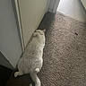 cat, white_cat, pet, animal, lying_down, belly_up, fluffy, fur, paws, tail, indoors, hallway, carpet, door, floor, home, nap, relaxed, cat_toy, funny_pose