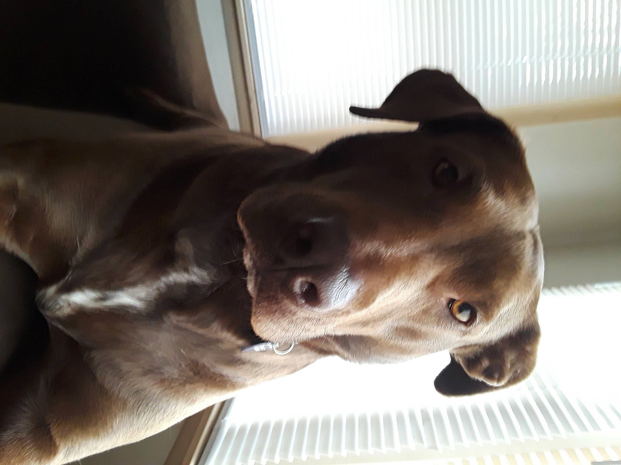 Cheyenne joined the competition — help win amazing prizes! brown, canidae, carnivore, comfort, companion_dog, dog, dog_breed, ear, fawn, jaw, liver, metal, sculpture, snout, sporting_group, terrestrial_animal, water, whiskers, wood, working_animal