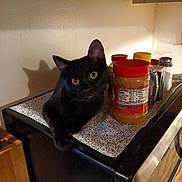 Fly joined the competition — help win amazing prizes! abyssinian, animal, beverage, blackcat, cabinet, cat, closet, coffee, coffeecup, cupboard, drawer, food, furniture, manx, pantry, pet, plywood, shelf, tin, wood