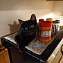 abyssinian, animal, beverage, blackcat, cabinet, cat, closet, coffee, coffeecup, cupboard, drawer, food, furniture, manx, pantry, pet, plywood, shelf, tin, wood