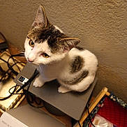 Marvett is registered to the contest to win money with this photo: animal, box, cable, cat, closeup, cord, curious, cute, electronics, feline, floor, home, indoor, looking_up, pet, sitting, tabby, texture, wall, white