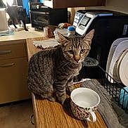 Donkey joined the competition — help win amazing prizes! animal, appliance, beverage, canine, cat, coffee, coffeecup, cup, desk, device, dog, electricaldevice, furniture, hardwood, pet, plate, plywood, saucer, table, wood
