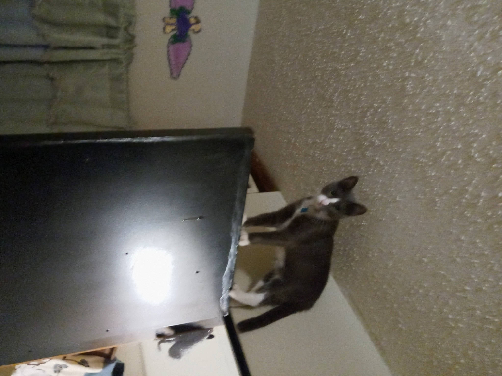 Tubby joined the competition — help win amazing prizes! audio_equipment, carnivore, ceiling, display_device, felidae, flat_panel_display, floor, flooring, gadget, hardwood, output_device, plaster, plywood, room, small_to_medium_sized_cats, tail, wood