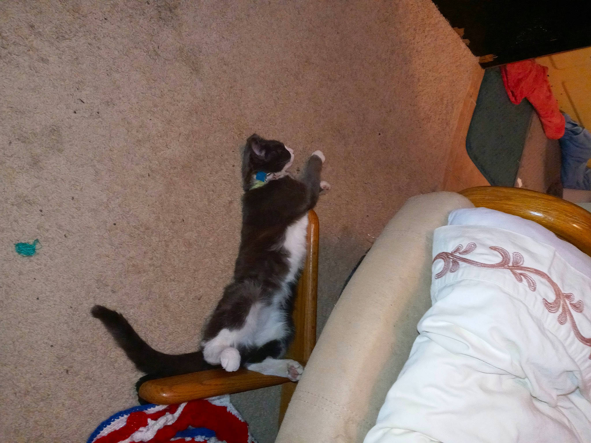 Tubby joined the competition — help win amazing prizes! canidae, carmine, carnivore, cat, comfort, companion_dog, dog_breed, domestic_short_haired_cat, felidae, flooring, fur, human_leg, linens, mammal, paw, small_to_medium_sized_cats, sporting_group, tail, vertebrate, whiskers