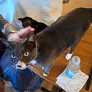 Buggy is registered to the contest to win money with this photo: abyssinian, animal, beverage, bottle, cat, computer, electronics, furniture, hardwood, jug, laptop, manx, mineralwater, pc, person, pet, plywood, table, waterbottle, wood