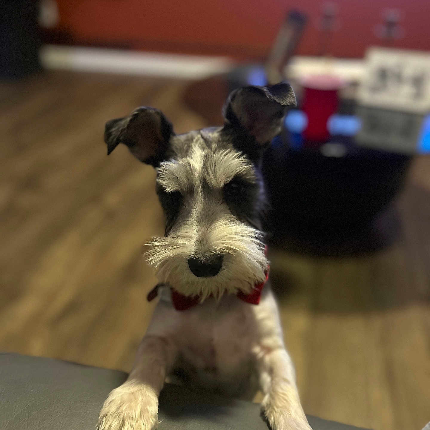 Guru is registered to the contest to win money with this photo: animal, beard, blurred_background, bow_tie, companion, couch, curious, dog, ears, friendly, front_paws, fur, home, indoor, leisure, living_room, mammal, pet, schnauzer, wooden_floor