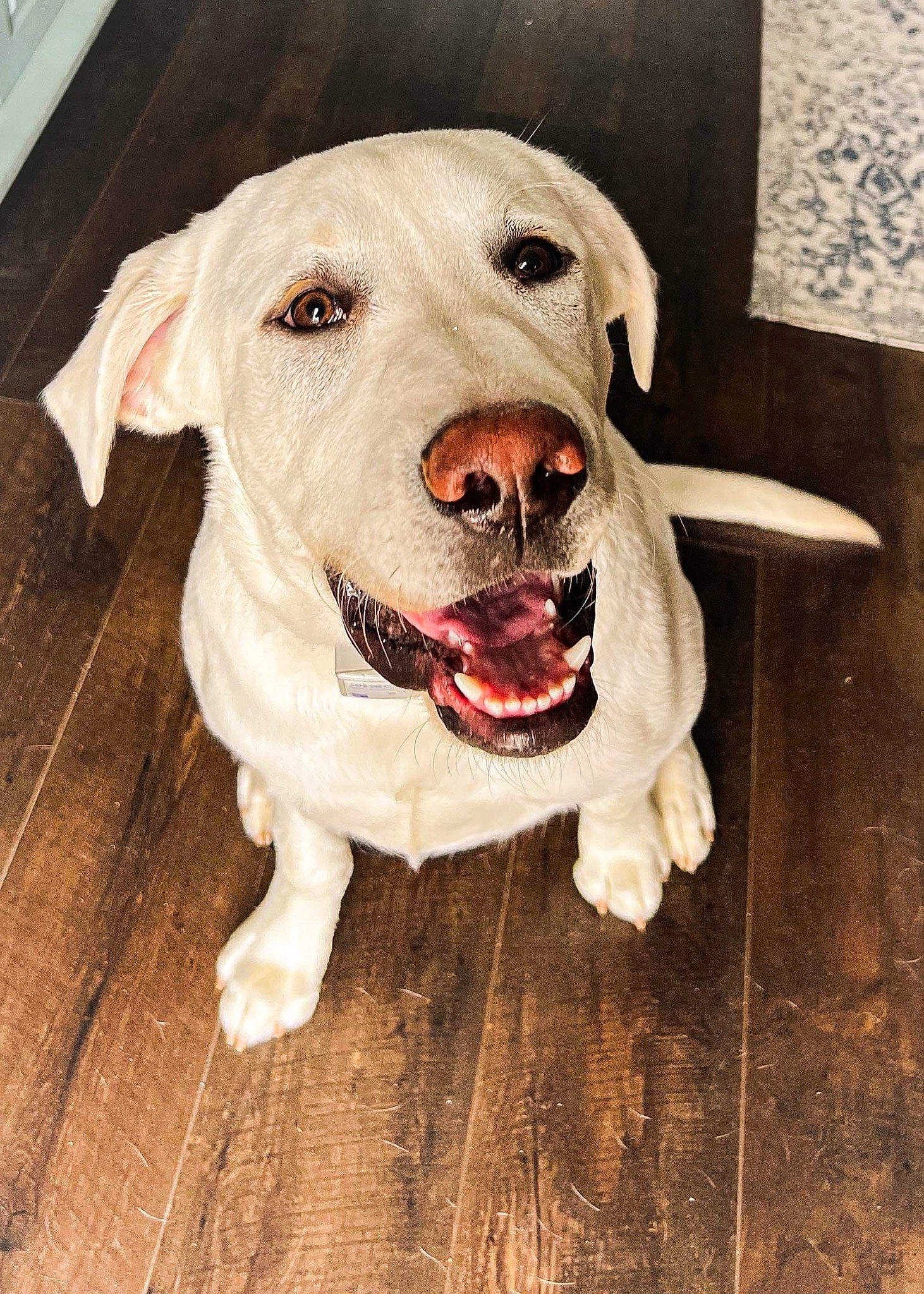 Chief is registered to the contest to win money with this photo: carnivore, collar, companion_dog, dog, dog_breed, dog_collar, fang, fawn, flooring, fur, happy, hardwood, pet_supply, retriever, smile, snout, sporting_group, whiskers, wood, working_animal