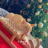 cat, kitten, cream_cat, sleepy, lying_down, rocking_sled, wooden_sled, christmas_tree, christmas, ornaments, holiday_decor, red_fabric, cozy, indoor, living_room, festive, portrait, pet, whiskers, text_overlay