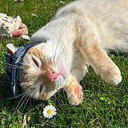 Nougat a rejoint le concours — aidez-le/la à gagner de superbes lots ! cat, orange_white_cat, fluffy, pet, animal, grass, outdoor, garden, lying_down, denim_hat, hat, whiskers, pink_nose, paws, daisy, flowers, sunlight, closeup, playful, funny