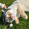 cat, orange_white_cat, fluffy, pet, animal, grass, outdoor, garden, lying_down, denim_hat, hat, whiskers, pink_nose, paws, daisy, flowers, sunlight, closeup, playful, funny
