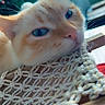 cat, feline, pet, animal, blue_eyes, cream_fur, orange_markings, whiskers, pink_nose, close_up, portrait, looking_at_camera, hammock, woven_fabric, indoor, sunlight, colorful_background, relaxed, curious, photography
