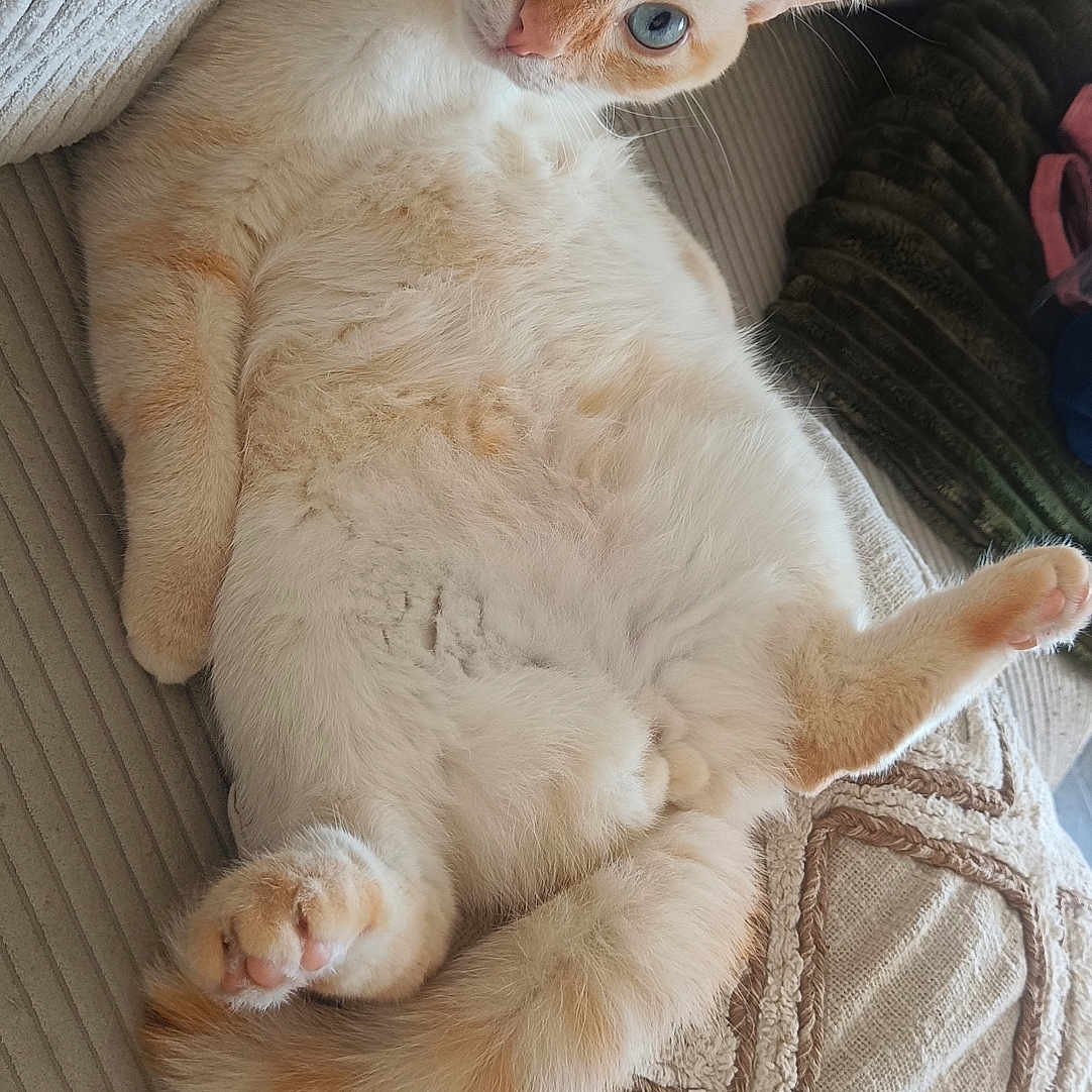 Nougat