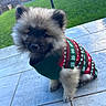 Koda a rejoint le concours — aidez-le/la à gagner de superbes lots ! dog, puppy, fluffy, pomeranian, sweater, christmas, festive, knitwear, outdoor, garden, patio, tiles, grass, fence, portrait, pet, sitting, fur, cute, holiday