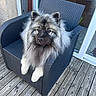 dog, fluffy_dog, blue_gray_fur, portrait, sitting, chair, patio, outdoor, wooden_deck, glass_door, garden, cushion, long_fur, pointed_ears, paws, animal, pet, looking_at_camera, natural_light, funny_pose