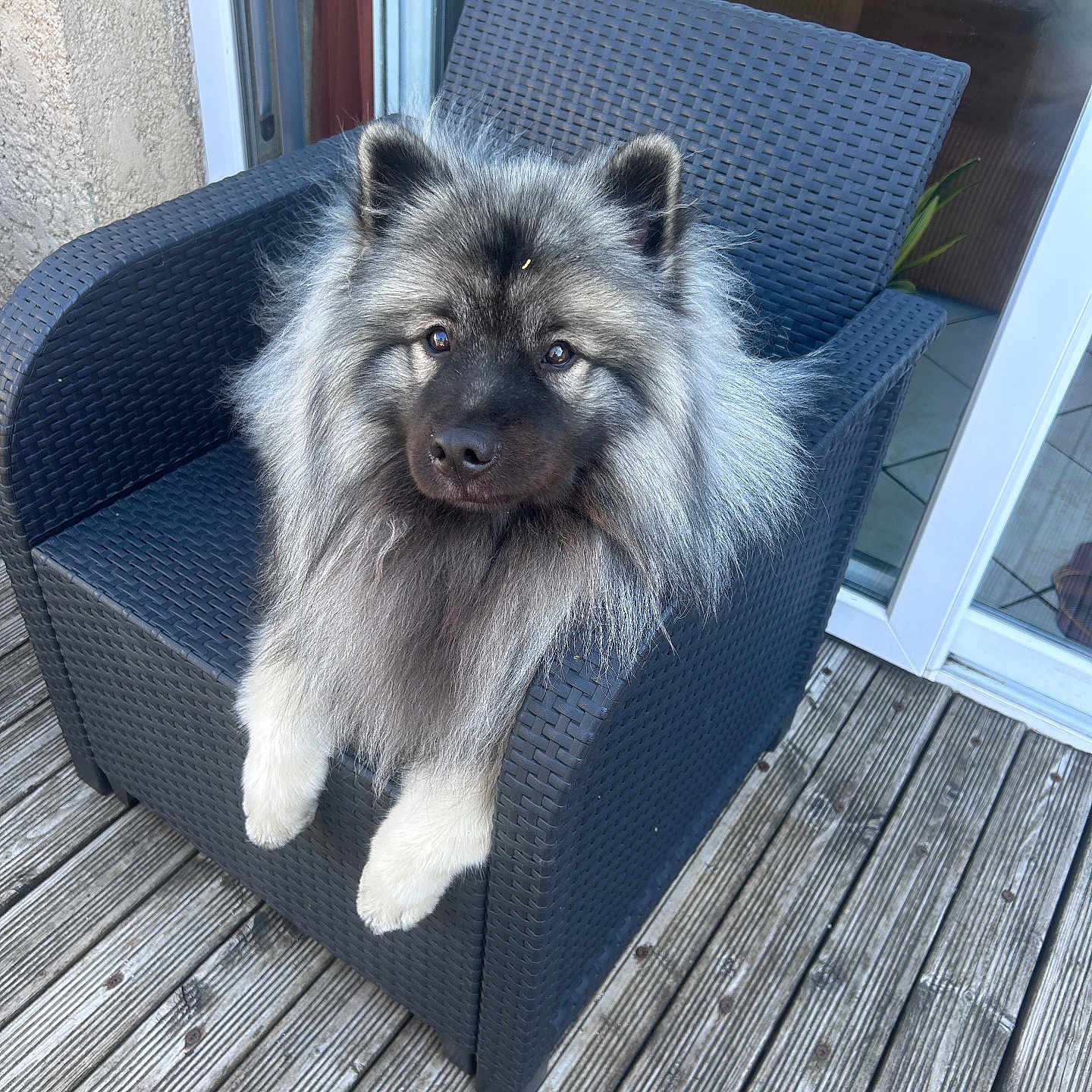Koda participe au concours pour gagner de l'argent avec cette photo : dog, fluffy_dog, blue_gray_fur, portrait, sitting, chair, patio, outdoor, wooden_deck, glass_door, garden, cushion, long_fur, pointed_ears, paws, animal, pet, looking_at_camera, natural_light, funny_pose