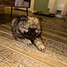 puppy, dog, fluffy, fur, lying_down, floor, tile_floor, indoors, home, portrait, small_dog, brown_fur, black_face, pointed_ears, paws, cute, pet, blurred_background, warm_lighting, wood_grain