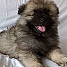 Koda participe au concours pour gagner de l'argent avec cette photo : puppy, dog, fluffy, tongue_out, happy, sitting, lying_down, portrait, pet, canine, brown, black, fur, bed, white_bedding, indoors, close_up, adorable, animal, smartphone_screenshot