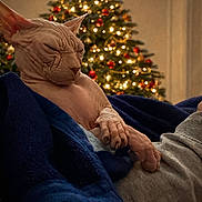 Napoleon a rejoint le concours — aidez-le/la à gagner de superbes lots ! sphynx_cat, cat, hairless_cat, blanket, christmas_tree, holiday_lights, indoors, cozy, relaxed, pet, animal, decorations, festive, warm_lighting, wrinkled_skin, sleeping, resting, comfort, household, celebration