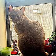 Archie joined the competition — help win amazing prizes! cat, ginger_cat, windowsill, window, indoor, plant, jar, red_container, light, screen, collar, pet, feline, whiskers, sitting, backlit, houseplant, decor, cozy, domestic