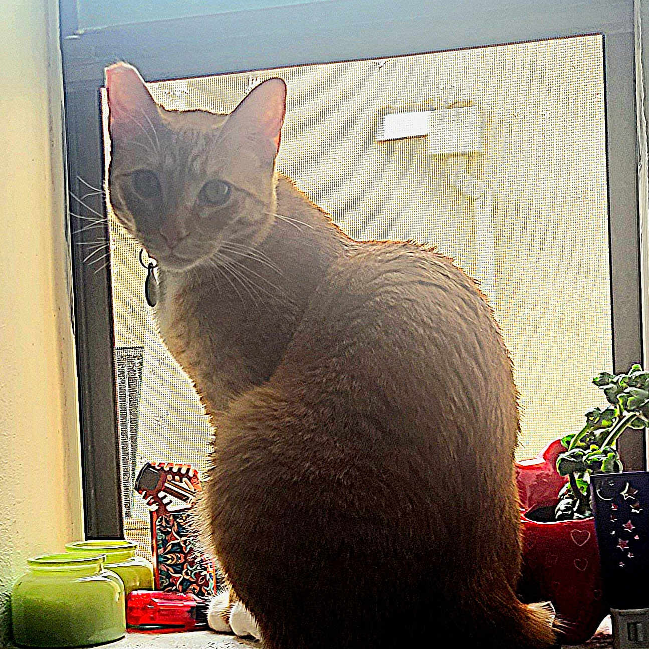 Archie