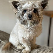 Jojo joined the competition — help win amazing prizes! dog, pet, fluffy, cute, sitting, couch, indoor, fur, small_dog, animal, canine, portrait, facing_camera, brown, beige, furniture, cozy, companion, domestic_animal, curious