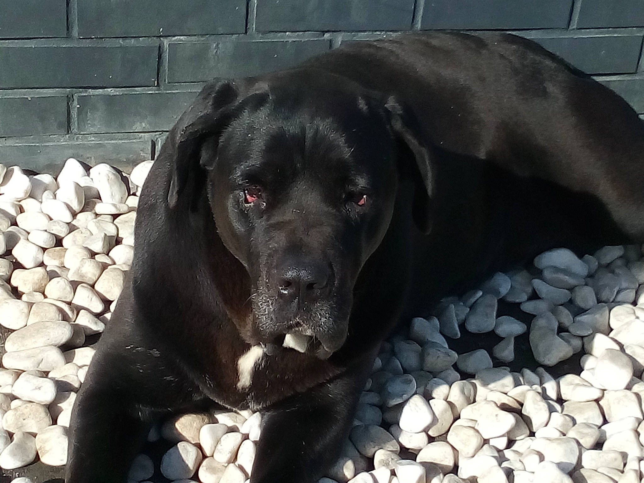 Iroise participe au concours pour gagner de l'argent avec cette photo : borador, brick, canidae, carnivore, cobblestone, companion_dog, dog, dog_breed, fawn, fur, guard_dog, gun_dog, hunting_dog, liver, mortar, pet_supply, snout, sporting_group, terrestrial_animal, working_animal