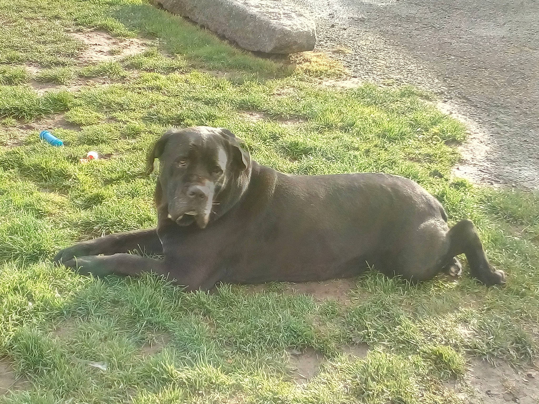 Iroise a rejoint le concours — aidez-le/la à gagner de superbes lots ! art, borador, canidae, carnivore, collar, companion_dog, dog, dog_breed, dog_collar, fawn, grass, guard_dog, gun_dog, liver, pointing_breed, snout, sporting_group, tail, terrestrial_animal, working_animal