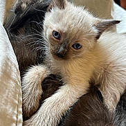 Channel participe au concours pour gagner de l'argent avec cette photo : kitten, cat, siamese, blue_eyes, fur, cuddling, sleeping, soft_texture, close_up, pet, animal, cute, whiskers, paws, indoor, resting, cozy, young, mammal, portrait