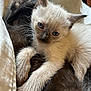 animal, blue_eyes, cat, close_up, cozy, cuddling, cute, fur, indoor, kitten, mammal, paws, pet, portrait, resting, siamese, sleeping, soft_texture, whiskers, young