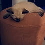 Channel participe au concours pour gagner de l'argent avec cette photo : kitten, sleeping, ottoman, heart, sparkles, indoor, feline, cute, resting, pet, fur, small_animal, cozy, animal, mammal, whiskers, paw, adorable, domestic, relaxation