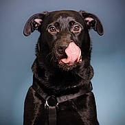 Arès participe au concours pour gagner de l'argent avec cette photo : animal, background, black_dog, brown_eyes, canine, closeup, cute, dog, ears, expression, fur, harness, indoor, licking, looking_at_camera, mammal, pet, portrait, studio, tongue
