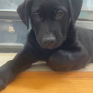 Arès a rejoint le concours — aidez-le/la à gagner de superbes lots ! animal, black_dog, canine, closeup, curious, cute, dog, domestic_animal, ears, eyes, floor, indoor, lying_down, nose, pet, puppy, resting, storage_containers, wooden_surface, young_dog