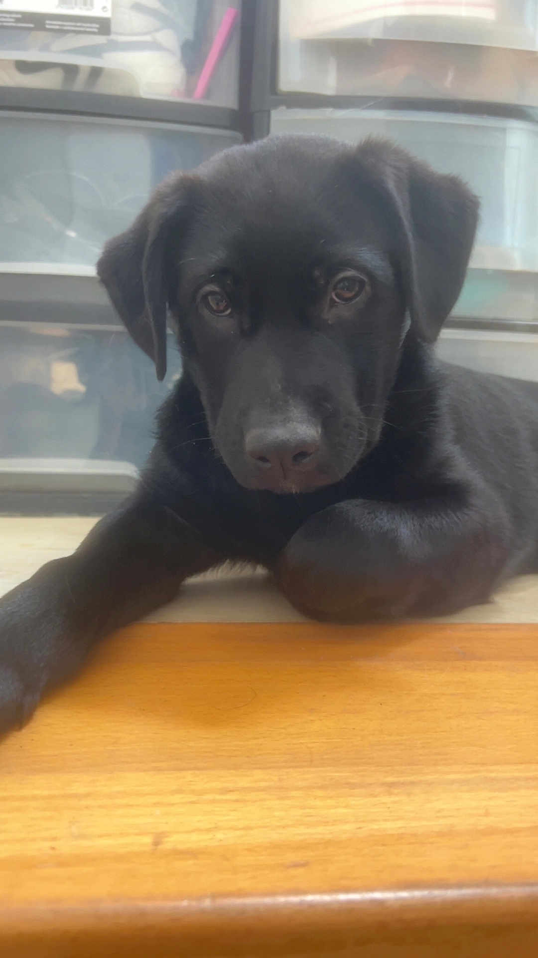 Arès a rejoint le concours — aidez-le/la à gagner de superbes lots ! animal, black_dog, canine, closeup, curious, cute, dog, domestic_animal, ears, eyes, floor, indoor, lying_down, nose, pet, puppy, resting, storage_containers, wooden_surface, young_dog