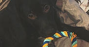Arès a rejoint le concours — aidez-le/la à gagner de superbes lots ! animal, bed, black_dog, blanket, closeup, comfort, cozy, dog, fabric, hand, indoor, interaction, looking, person, pet, playing, resting, rope_toy, sleepwear, toy
