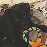 animal, bed, black_dog, blanket, closeup, comfort, cozy, dog, fabric, hand, indoor, interaction, looking, person, pet, playing, resting, rope_toy, sleepwear, toy