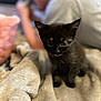émerode participe au concours pour gagner de l'argent avec cette photo : kitten, black_cat, pet, blanket, cozy, indoor, animal, small, cute, feline, young, soft, curious, fur, domestic, companion, blurred_background, person, resting, warm_lighting