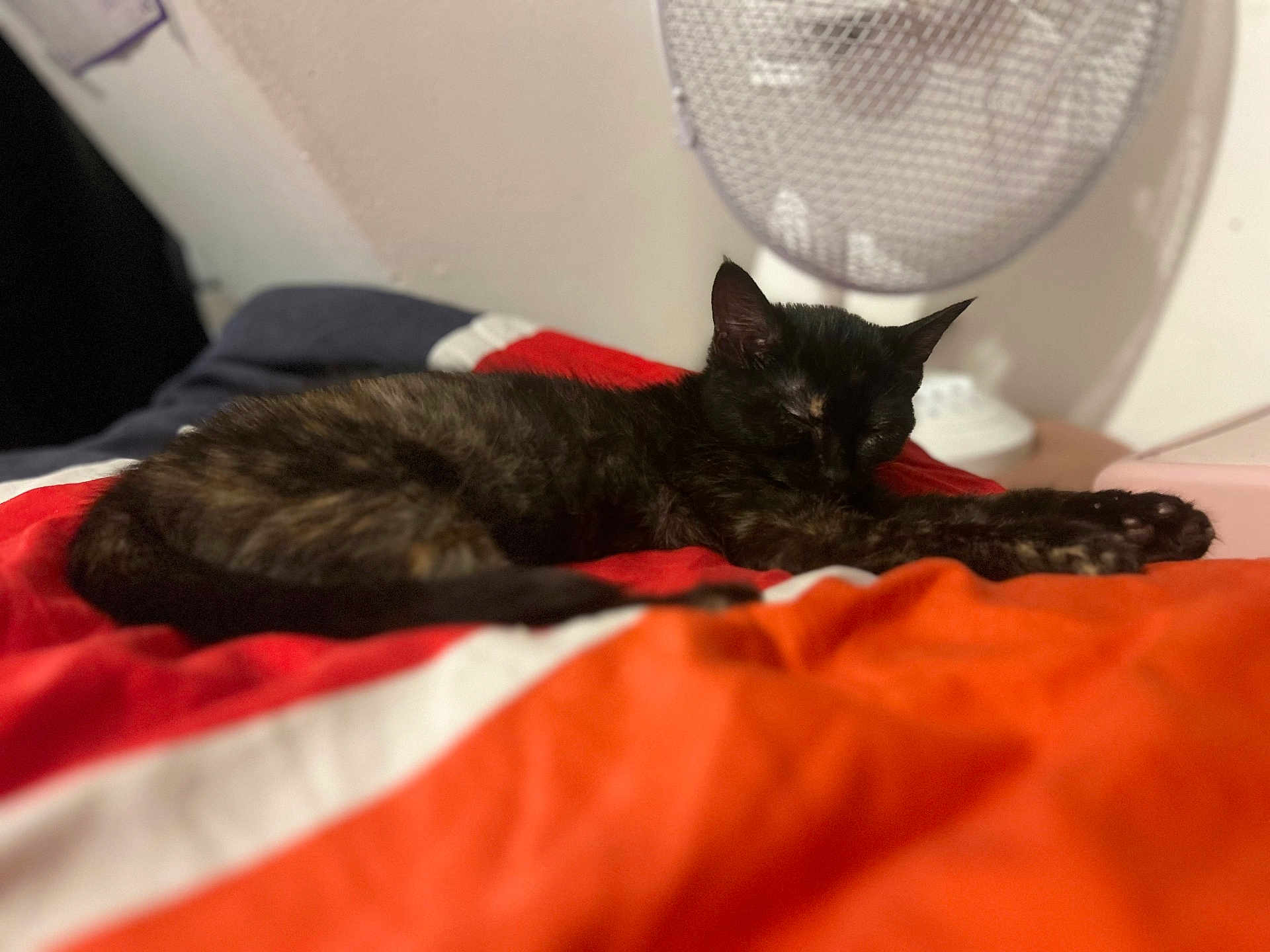 émerode a rejoint le concours — aidez-le/la à gagner de superbes lots ! cat, black_cat, sleeping, bed, blanket, indoor, pet, feline, resting, cozy, fur, animal, mammal, comfort, relaxation, home, fan, soft_light, closeup, quiet