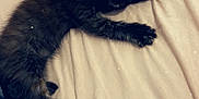 émerode a rejoint le concours — aidez-le/la à gagner de superbes lots ! kitten, cat, sleeping, black_fur, bed, blanket, cozy, cute, heart, sparkles, pet, animal, resting, soft, furry, indoor, young, tiny, peaceful, nap