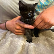 émerode participe au concours pour gagner de l'argent avec cette photo : kitten, black_cat, pet, animal, cute, small, hands, person, shirt, text, blanket, indoor, soft, furry, mammal, young, domestic_animal, holding, cozy, curious