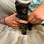 animal, black_cat, blanket, cozy, curious, cute, domestic_animal, furry, hands, holding, indoor, kitten, mammal, person, pet, shirt, small, soft, text, young