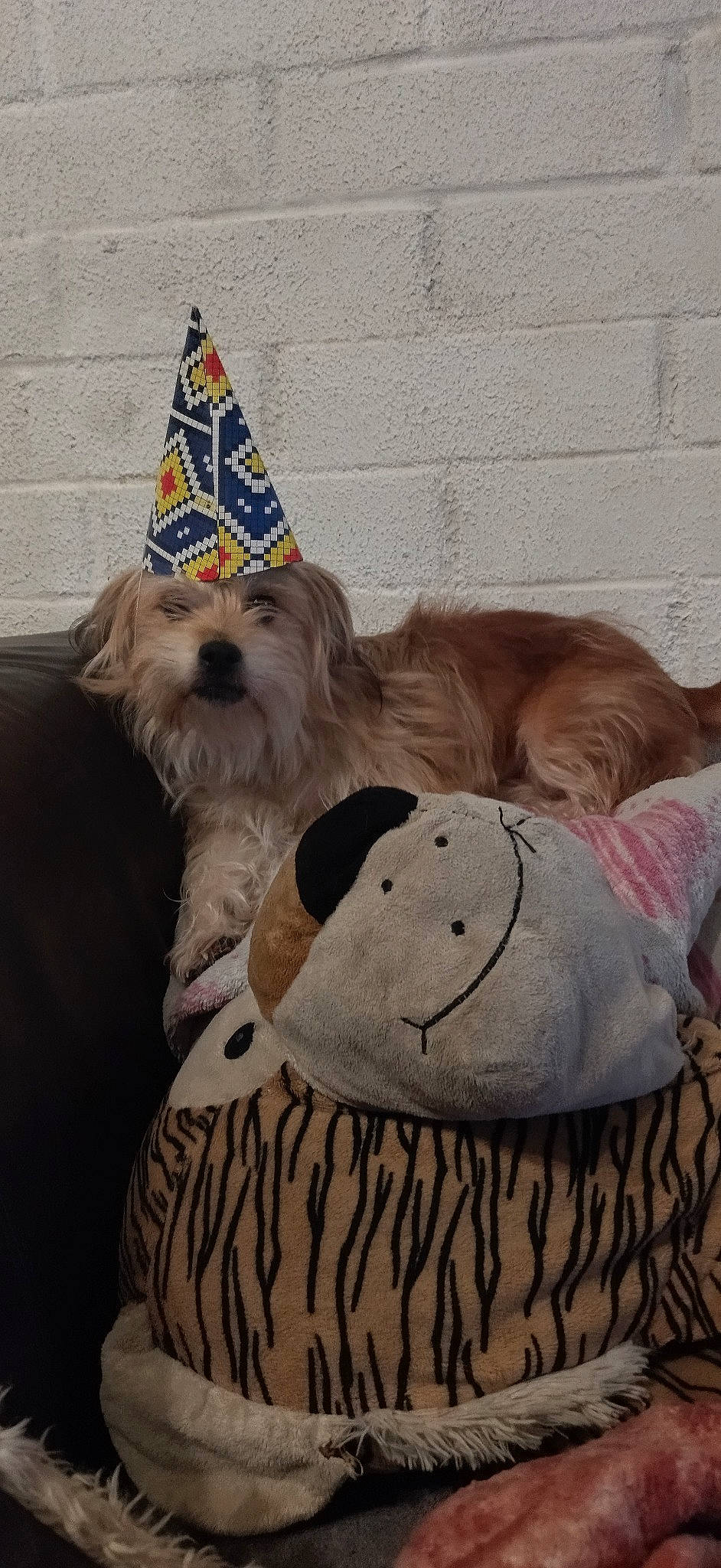 Ruby participe au concours pour gagner de l'argent avec cette photo : canidae, carnivore, chinese_crested_dog, companion_dog, cone, costume_hat, dog, dog_breed, dog_clothes, dog_supply, fawn, hat, party_hat, party_supply, pet_supply, snout, sporting_group, toy, toy_dog, working_animal