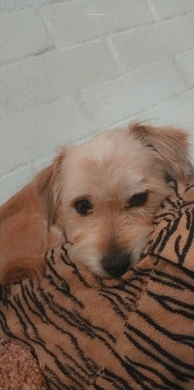 Ruby a rejoint le concours — aidez-le/la à gagner de superbes lots ! canidae, carnivore, companion_dog, dog, dog_breed, fawn, fur, labradoodle, maltepoo, non_sporting_group, puppy, puppy_love, small_terrier, snout, sporting_group, terrestrial_animal, terrier, toy_dog, whiskers, working_animal