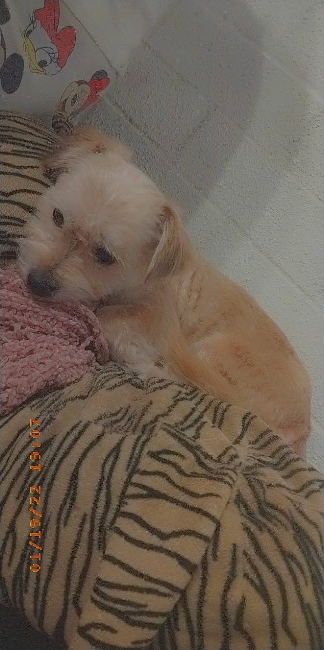 Ruby a rejoint le concours — aidez-le/la à gagner de superbes lots ! canidae, carnivore, comfort, companion_dog, dog, dog_breed, duvet, fawn, felidae, flooring, fur, paw, small_to_medium_sized_cats, snout, sporting_group, tail, terrestrial_animal, tire, toy_dog, whiskers