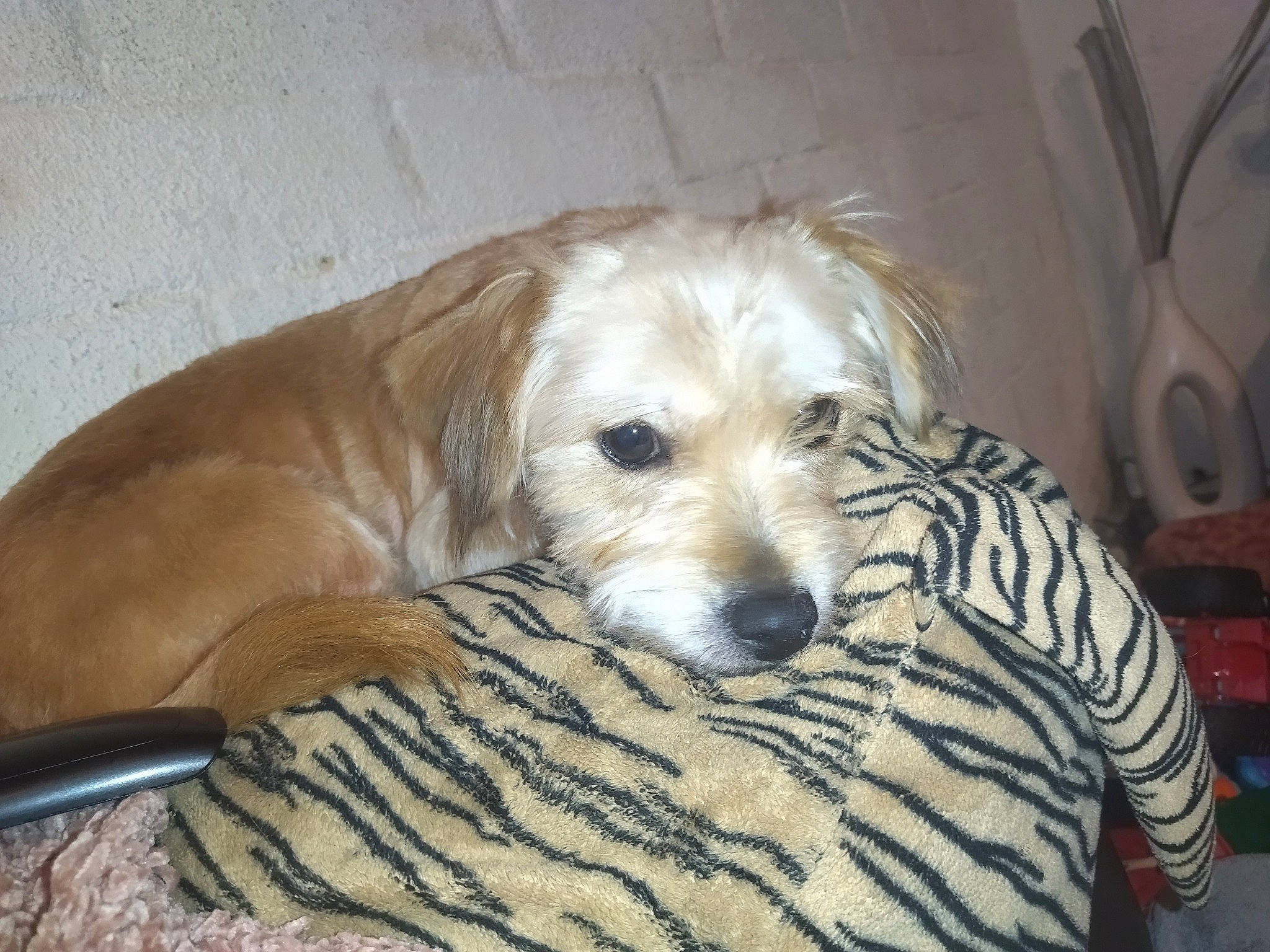 Ruby participe au concours pour gagner de l'argent avec cette photo : canidae, carnivore, comfort, companion_dog, couch, dog, dog_breed, dog_supply, fawn, fur, nap, non_sporting_group, puppy_love, retriever, sporting_group, terrestrial_animal, toy_dog, whiskers, working_animal