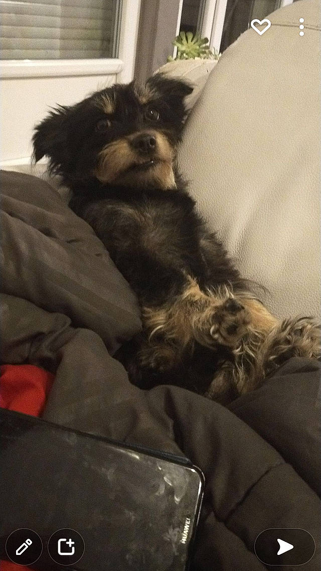 Lédie participe au concours pour gagner de l'argent avec cette photo : canidae, carnivore, comfort, companion_dog, couch, dog, dog_breed, dog_supply, fur, liver, nap, paw, puppy_love, small_terrier, snout, sporting_group, terrier, toy_dog, whiskers, working_animal