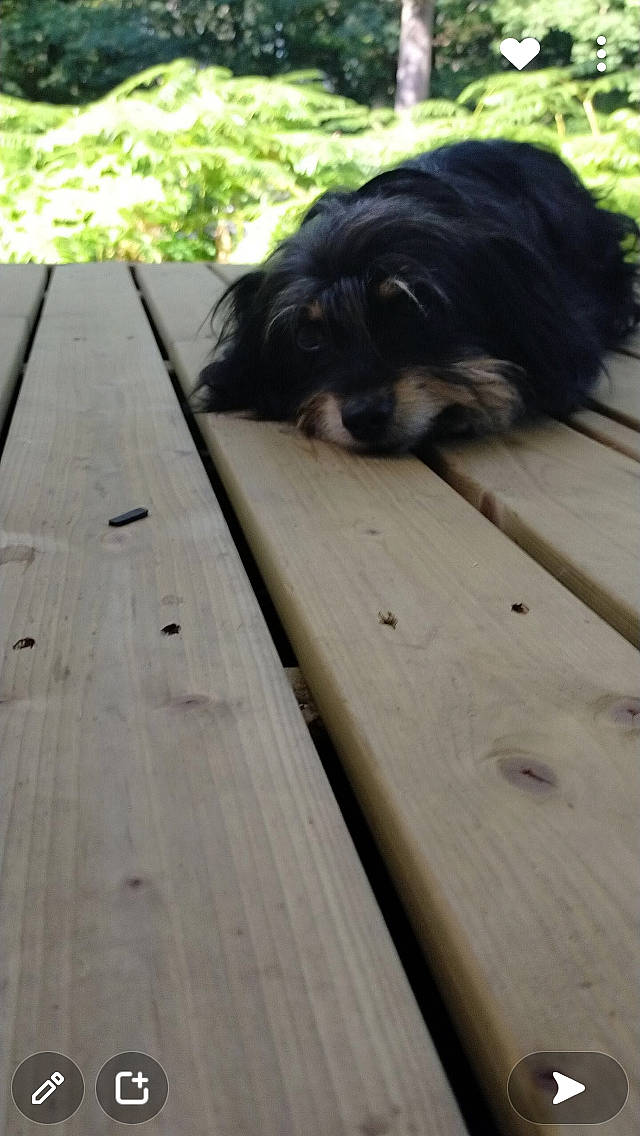 Lédie participe au concours pour gagner de l'argent avec cette photo : carnivore, companion_dog, dog, dog_breed, fawn, flooring, fur, grass, hardwood, herding_dog, lumber, plank, plant, plywood, tree, trunk, wood, wood_stain, working_animal, working_dog