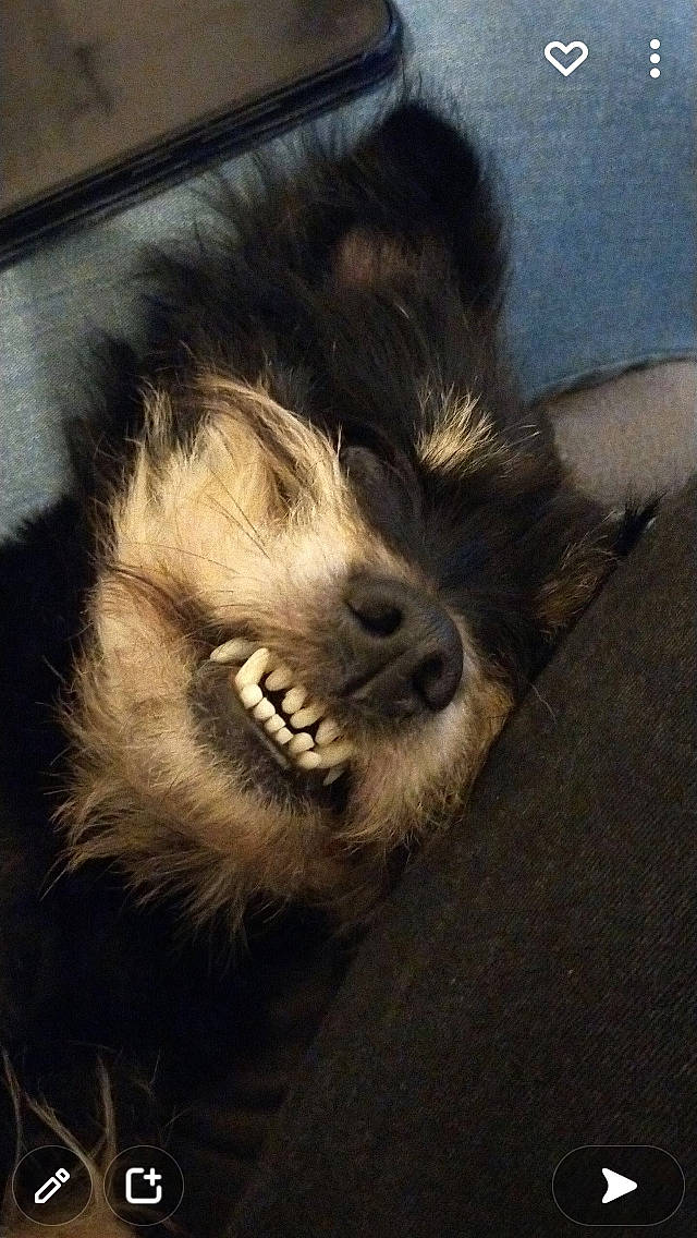 Lédie participe au concours pour gagner de l'argent avec cette photo : art, bear, canidae, carnivore, claw, companion_dog, dog_breed, fang, fur, paw, photo_caption, snout, sporting_group, terrestrial_animal, tooth, visual_arts, whiskers, wildlife, working_animal