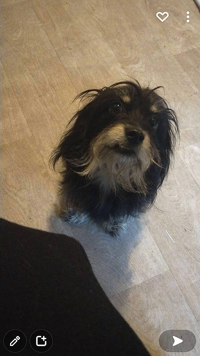 Lédie a rejoint le concours — aidez-le/la à gagner de superbes lots ! canidae, carnivore, companion_dog, dog, dog_breed, flooring, fur, hardwood, liver, small_terrier, snout, sporting_group, terrier, toy_dog, wood, working_animal